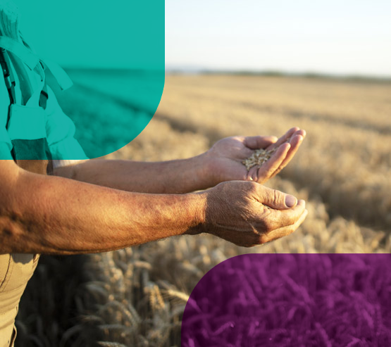 imagem ilustrativa de um campo de trigo